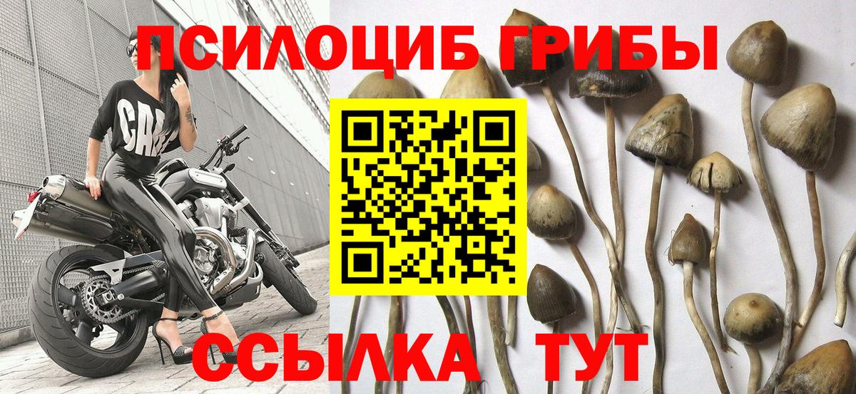 Заречный  Псилоцибиновые грибы MAGIC MUSHROOMS  Вход с VPN 